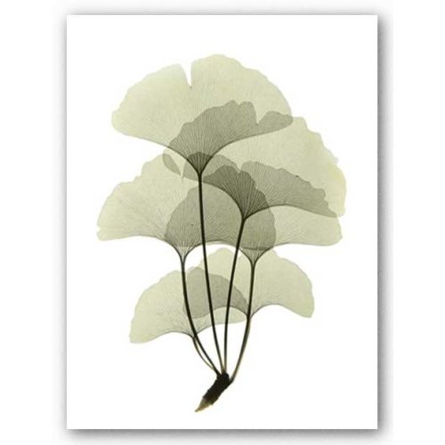 clip art ginkgo leaf - photo #47