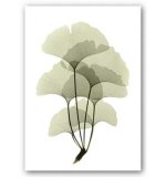 Ginkgo Leaf