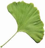 Ginkgo Leaf