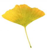 Ginkgo Leaf