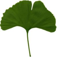 Ginkgo Biloba Leaf