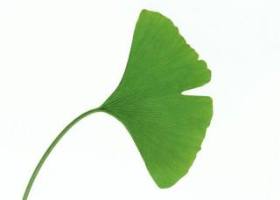 Ginkgo Biloba