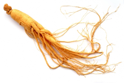 Panax Ginseng