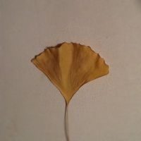 Ginkgo Biloba