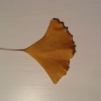 Ginkgo Biloba