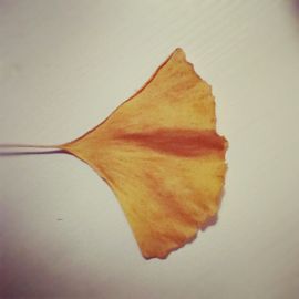 Ginkgo Biloba