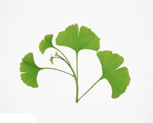 Ginkgo Biloba