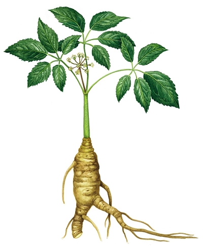 Panax Ginseng