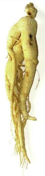 White Ginseng