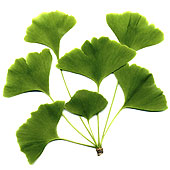 Ginkgo Biloba